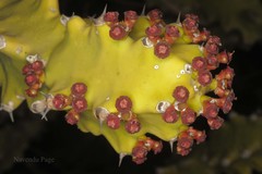 Euphorbia royleana